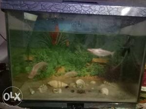 Fish Tank With 1 Oscar Black Fish And 2 White