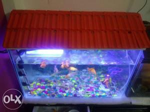Fish Tank with all acceseries