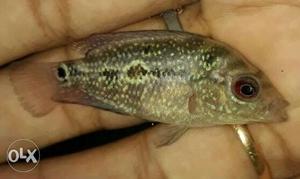 Flowerhorn babies for sale healthy and active,