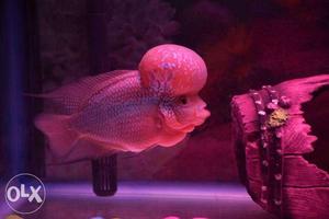Flowerhorn fish 8 inches. healthy and active with