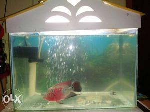 Flowerhorn fish, food, tank and top,