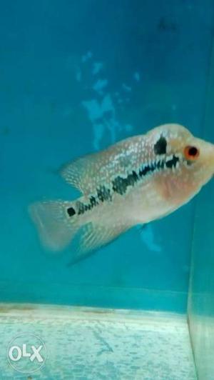 Flowerhorn with good hump baby.. at cheap price..
