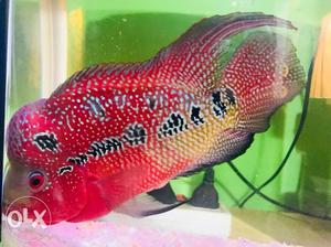 For sell 2 yrs floran fish
