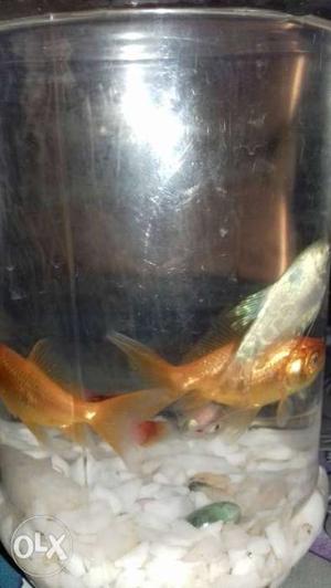 Gold fish pair 50 rupees