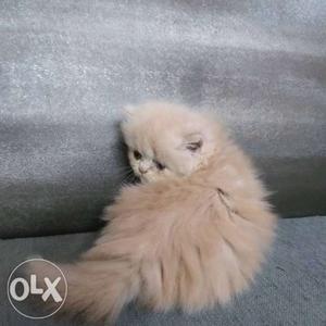 Good qulaty long fur persion kitten available