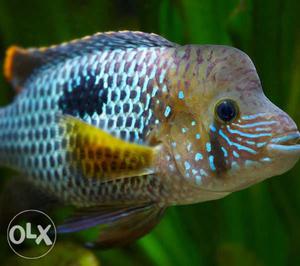 Gray And Brown Cichlid(Green terror)