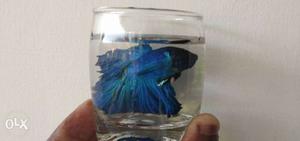 Halfmoon Betta pair 250