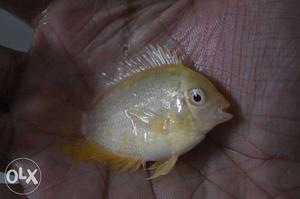 Healthy and active 2inch golden severums up for