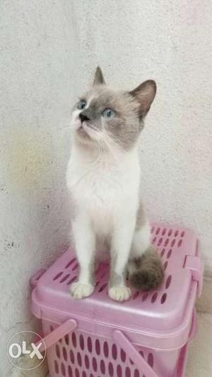 Himalayan Cat Single Coat with Blue Eyes