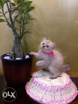 Himalayan Lines And Persian Cat Very Cute And