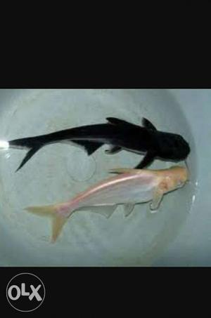 I have 4 fresh water shark fish 10 inch size each