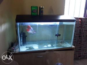 I'm selling my flower horn fish mail and femail