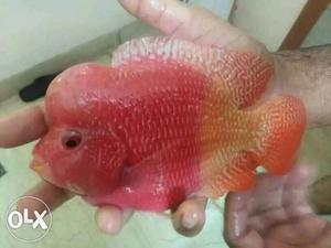 Imported GB Flowerhorn fish very beautiful colour