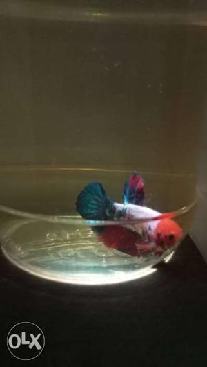 Imported betta available for sale. price: