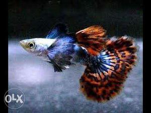 Imported dambo (big ear) guppy fish pair