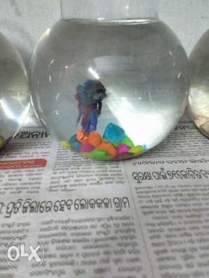 Imported symbian ghost betta