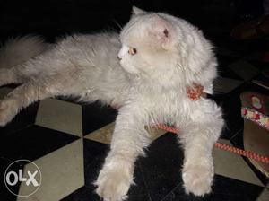 Long-coated White Cat