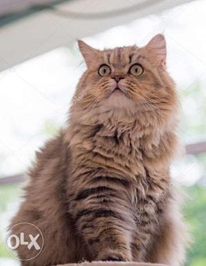 Long-fur Black And Brown Persian Kitten