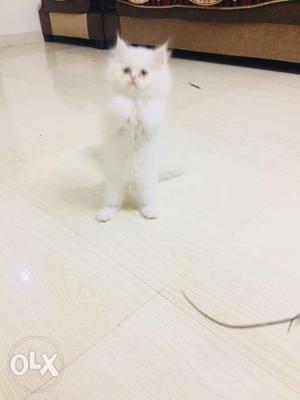 Long furr pure white persian cat kitten avaialble