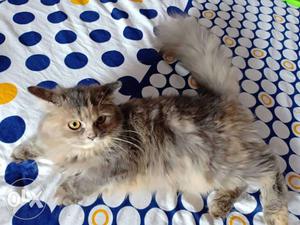 Long-haired Brown Tabby Cat