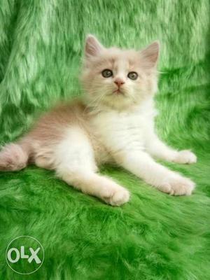 Long-haired White And Brown Kitten