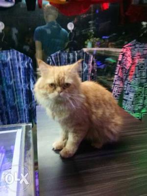 Male Persian cat want to sell urgent