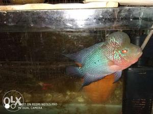 Male healthy flower horn fish very active fish