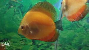 Mandarin discus big size healthy and active