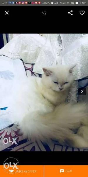 Medium-coated White Cat Screenshot