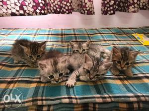 Mother parsian cat with 4 baby's