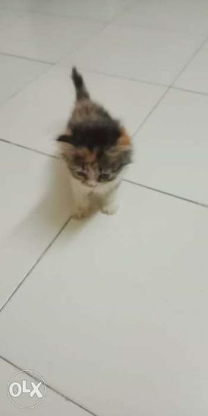 Multicolor persian kitten 2 months old for 9k