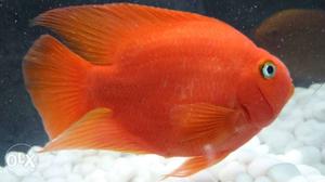 My 8 inch + blood red parot fish pair for sale.
