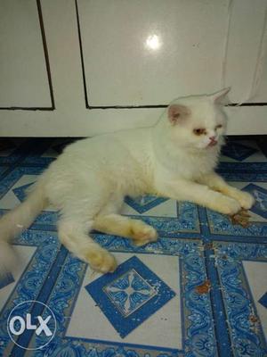 Not for sale matting only 18 months old white male semi