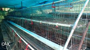 One year old poultry Cage's for 480 chicken
