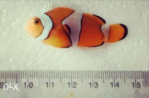 Orange And White Clown Fish
