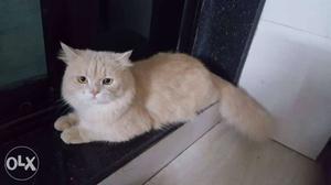 Orange And White Tabby Cat