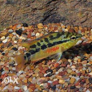 Orange, Black (salvin cichlids)