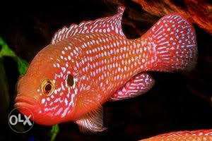 Orange Cichlid Fish(jewel fish)