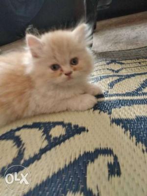 Orange Persian Kitten