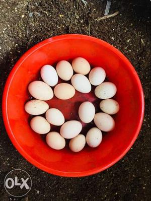 Organic black chicken eggs for sale