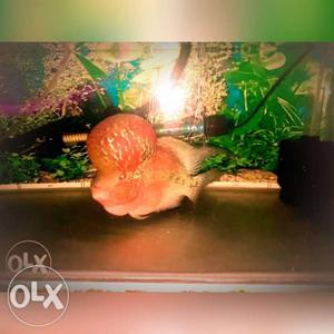 Original Imported Aaa Flowerhorn Fish