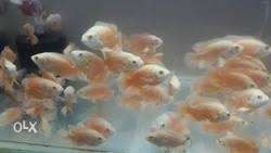 Oscar fish baby thrissur and ernakulam at low price