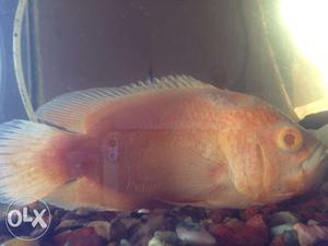 Oscar fish orange colour and very active and