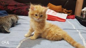 Persian Cat Original Breed