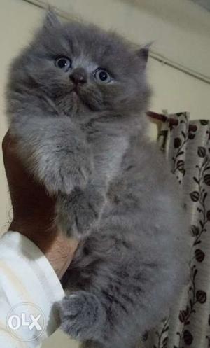 Persian Kitten avaiable for sale
