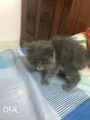 Persian cat 2 month old kitten 3 pic available