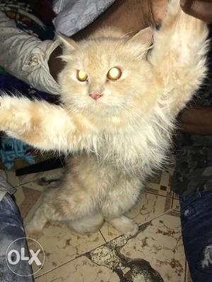 Persian cat, Awesome look with punch face, 2