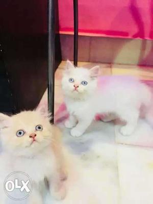 Persian cat at low price