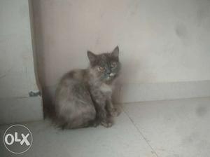 Persian cat female 4 month old,Active,cute and in