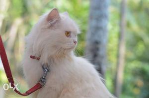 Persian cat for sale 2 year old female cat